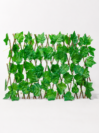 Boston ivy