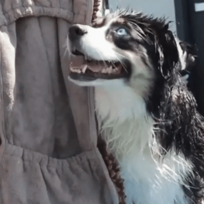 🐾 Super Absorbent Dog Drying Glove 🐶✨ Quick & Easy Pet Cleanup
