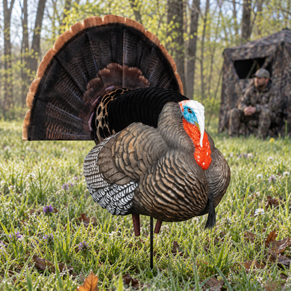 🔥Hunting season Promotion 43% OFF—🦃Ultra-Realistic Collapsible Full-Strut Turkey Decoy with Stake & Carry Bag